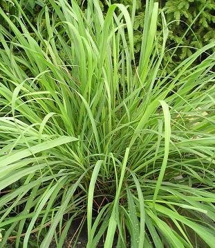 Fever grass/Lemon Grass | Island Herbs & Spices